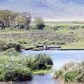 TZA ARU Ngorongoro 2016DEC26 Crater 084 : 2016, 2016 - African Adventures, Africa, Arusha, Crater, Date, December, Eastern, Month, Ngoitokitok Picnic Area, Ngorongoro, Places, Tanzania, Trips, Year